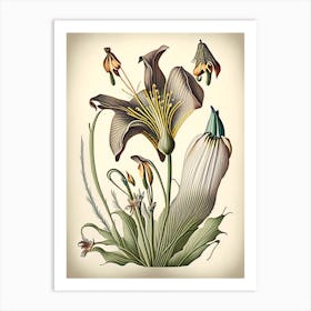 Mariposa Lily Wildflower Vintage Botanical 2 Art Print