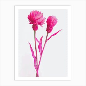 Hot Pink Celosia Art Print