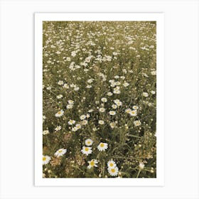 Daisy Field Art Print