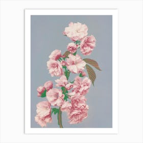 Beautiful Photomechanical Prints Of White Irises, Ogawa Kazumasa Art Print