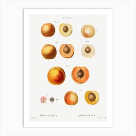 Apricot Fruit Chart Art Print