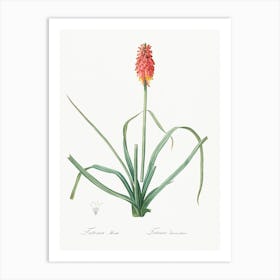 Redhot Poker, Pierre Joseph Redoute Art Print