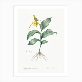 Yellow Lady S Slipper Orchid, Pierre Joseph Redoute Art Print