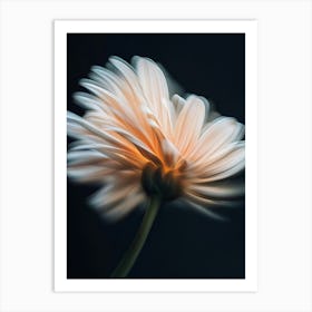 Gerbera Daisy Art Print