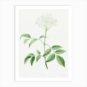 Elderflowers from La Botanique de J. J. Rousseau, Pierre Joseph Redoute Art Print