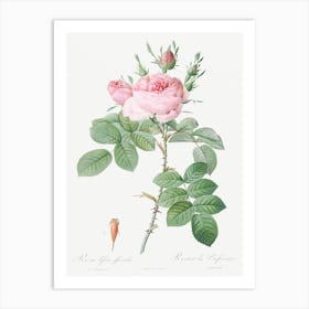 Rosa Bifera Officinalis, Pierre Joseph Redoute Art Print