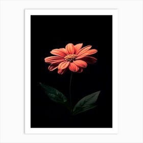 Gerbera Daisy 18 Art Print