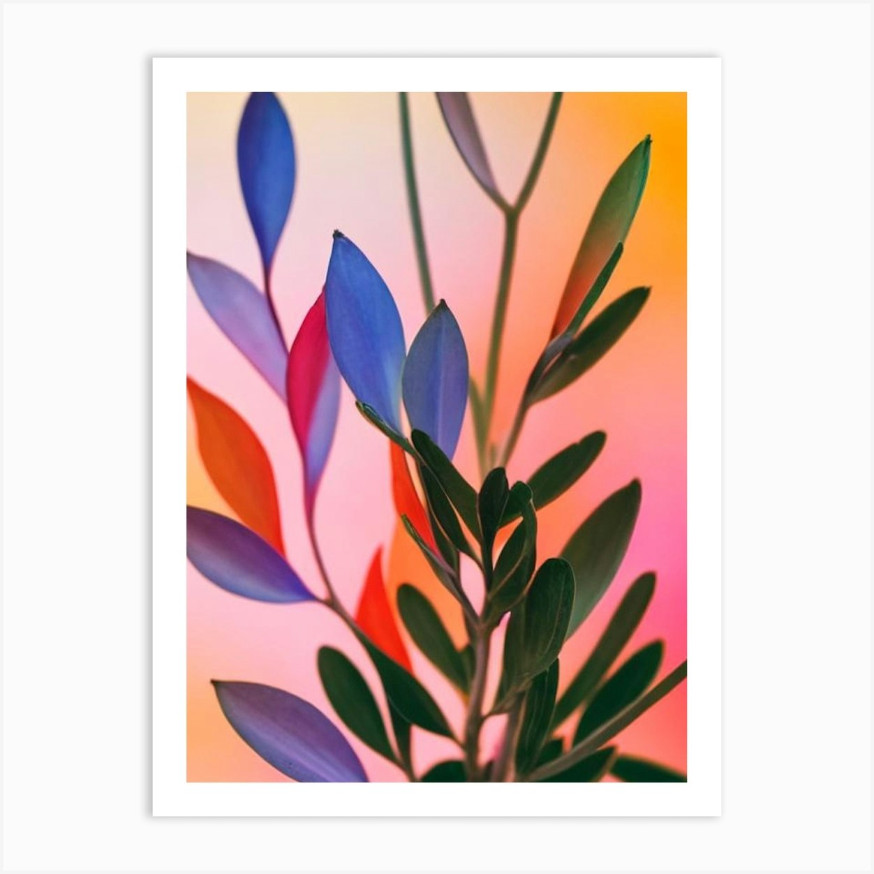 Kalanchoe Colourful Illustration Poster