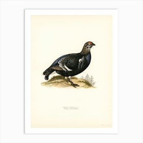 Black Grouse, The Von Wright Brothers Art Print