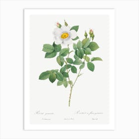 Twin Flowered White Rose, Pierre Joseph Redoute Art Print