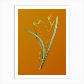 Vintage Anigozanthos Flavida Botanical on Sunset Orange n.0199 Art Print