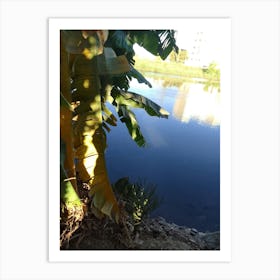 Banana Tree By The River Art Print