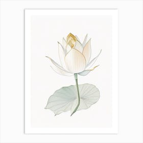 Early Lotus Pencil Illustration 1 Art Print