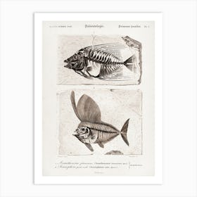 Ray Finned Fish (Acanthonemus) And Semiophorus, Charles Dessalines D' Orbigny Art Print