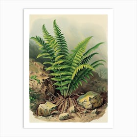 Vintage Illustration Rock Cap Fern 3 Art Print