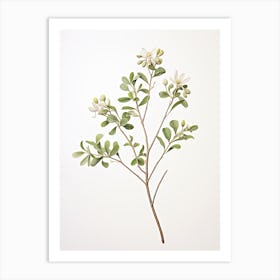 Licorice Root Vintage Botanical Herbs 0 Art Print