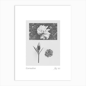 Carnation Botanical Collage 4 Art Print