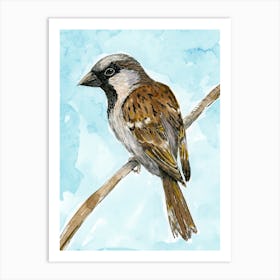 House sparrow colored ink drawing Art Print