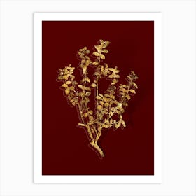 Vintage Cape Myrtle Botanical in Gold on Red n.0174 Art Print