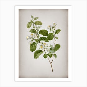 Vintage Snowdrop Bush Botanical on Parchment n.0547 Art Print