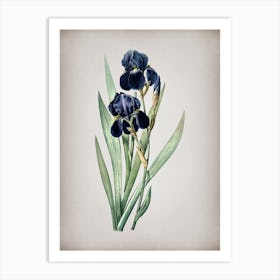 Vintage German Iris Botanical on Parchment n.0454 Art Print