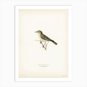 Tree Warbler (Hypolais Hipolais), The Von Wright Brothers Art Print