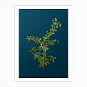 Vintage Rock Buckthorn Botanical Art on Teal Blue n.0838 Art Print