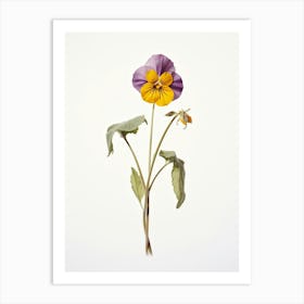 Pressed Wildflower Botanical Art Downy Yellow Violet Viola 2 Art Print