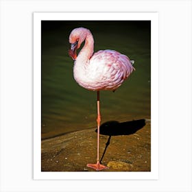 Standing Flamingo Art Print
