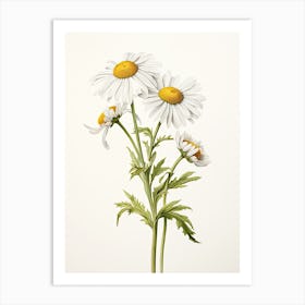 Chamomile Vintage Botanical Herbs 1 Art Print