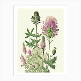 Prairie Clover Wildflower Vintage Botanical Art Print