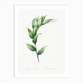 Treacleberry Illustration From Les Liliacées (1805), Pierre Joseph Redoute Art Print