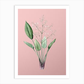 Vintage European Water Plantain Botanical on Soft Pink n.0400 Art Print