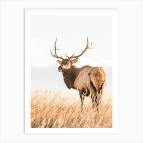 Western Elk Art Print