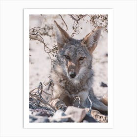 Desert Coyote Art Print