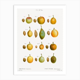 Common Plums, Pierre Joseph Redoute 2 Art Print