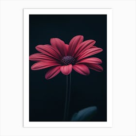 Gerbera Daisy 10 Art Print