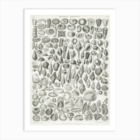 Organic Remains, Oliver Goldsmith 1 Art Print