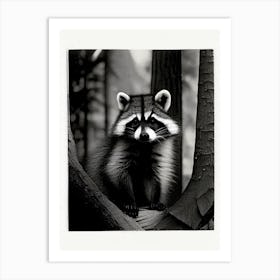 Forest Raccoon Vintage Photography 2 Art Print