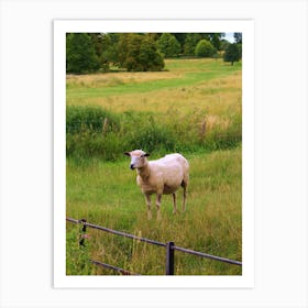 Sheep In A Field Art Print