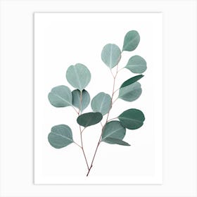 Silver Dollar Eucalyptus Art Print