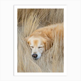 Golden Retriever Sleeping In The Grass.Generated AI. Art Print Art Print