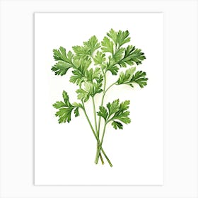 Parsley Vintage Botanical Herbs 0 Art Print