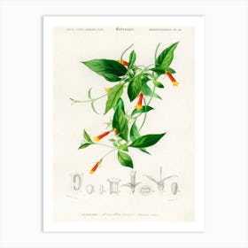 Candy Corn Vine (Manettia Bicolor), Charles Dessalines D'Orbigny Art Print