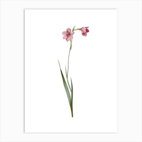 Vintage Sword Lily Botanical Illustration on Pure White n.0457 Art Print