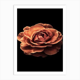 Rose On Black Background 5 Art Print