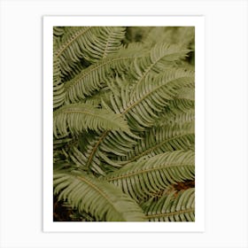 Oregon Ferns Art Print