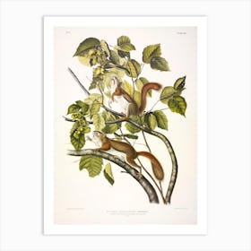Chickaree Red Squirrel, John James Audubon Art Print