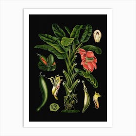 Vintage Bollmann 2 Banane Art Print