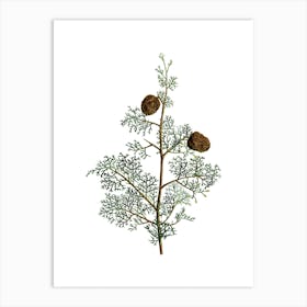 Vintage Mediterranean Cypress Botanical Illustration on Pure White n.0088 Art Print